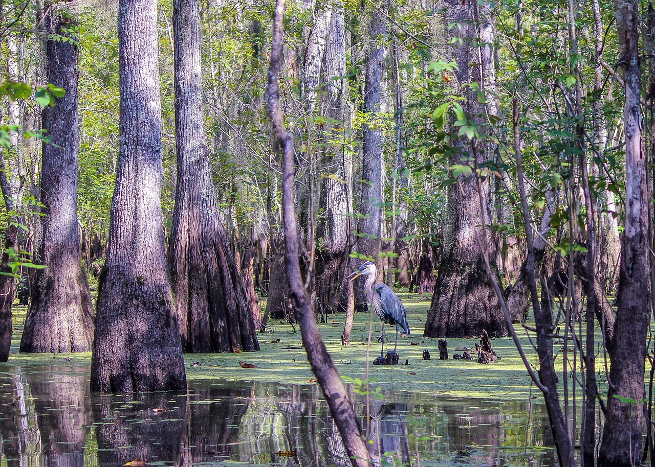 Swamp Louisiana